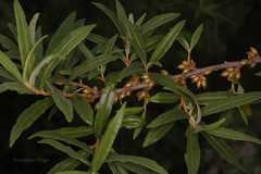 Hippophae salicifolia